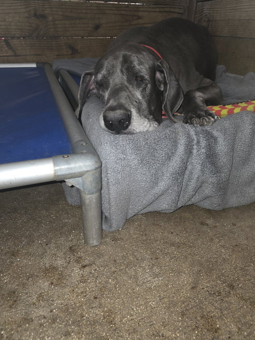 Optimus, an adoptable Great Dane in Palm Beach, FL