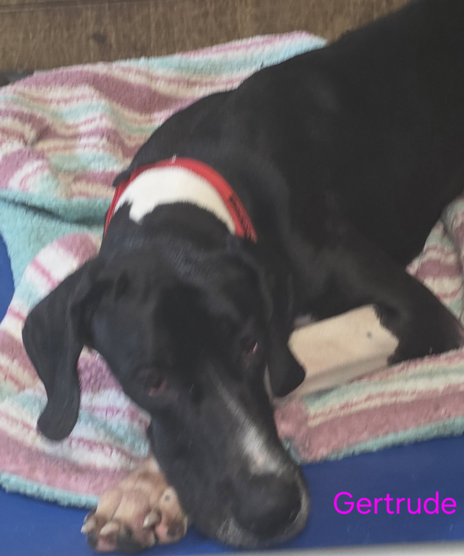 Gertrude