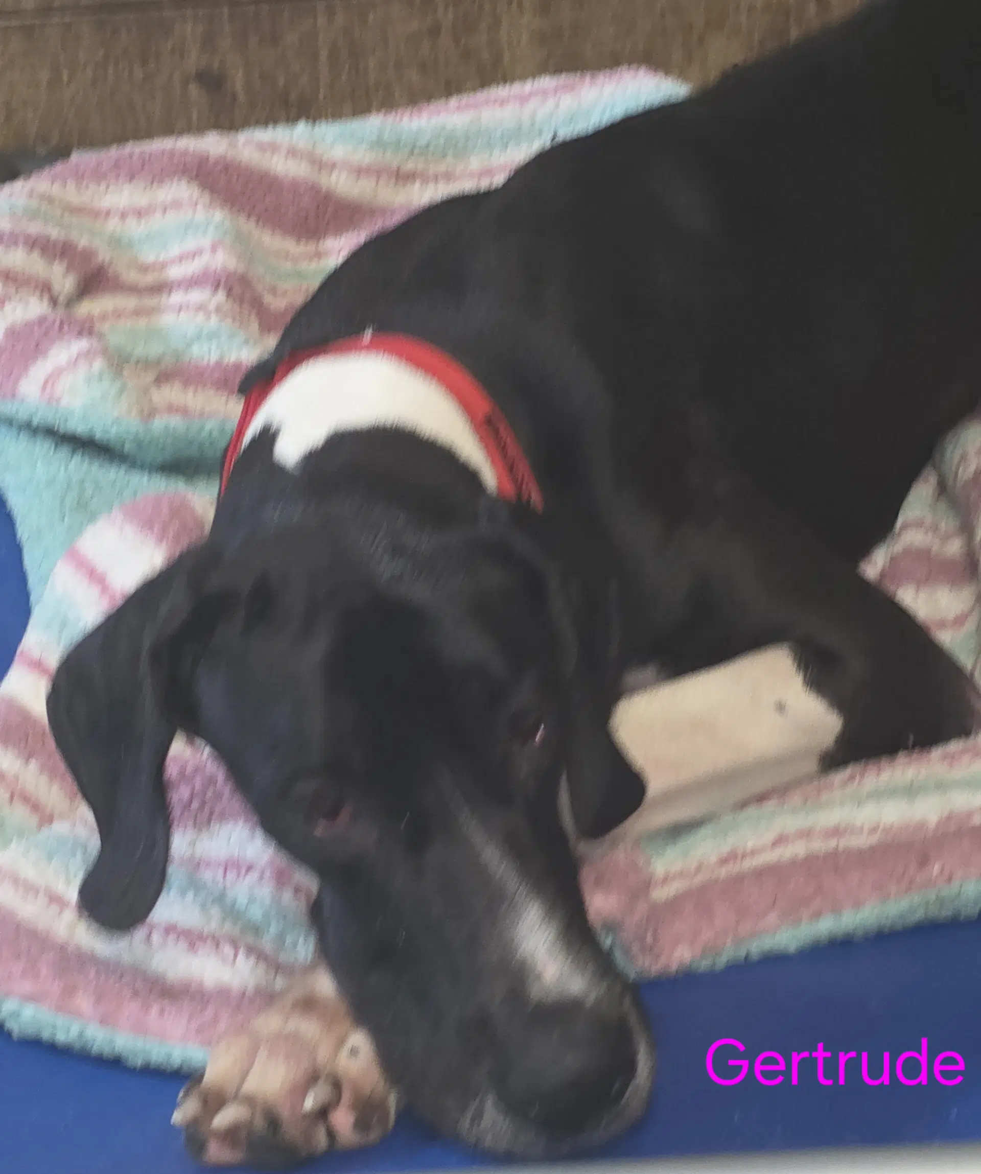 Gertrude - Great Dane