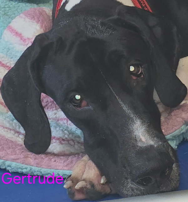 Gertrude