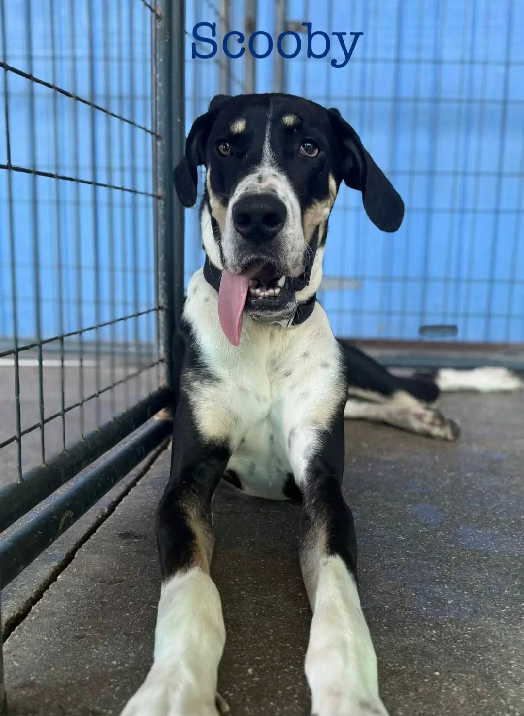 Scooby - Great Dane