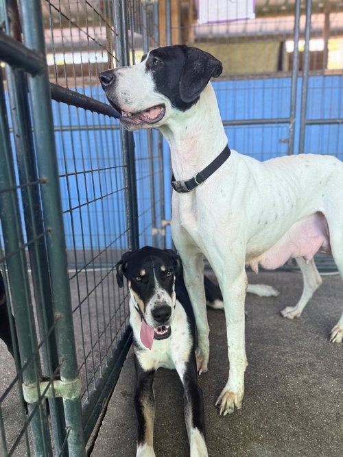 Daffney, an adoptable Great Dane in Palm Beach, FL