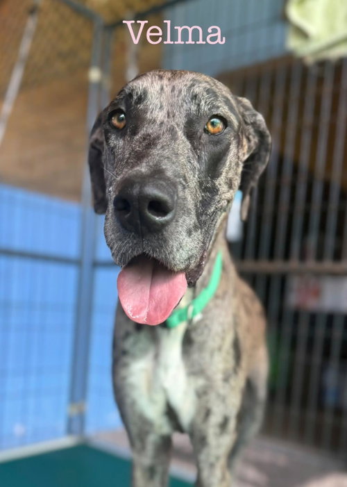 Velma, an adoptable Great Dane in Palm Beach, FL