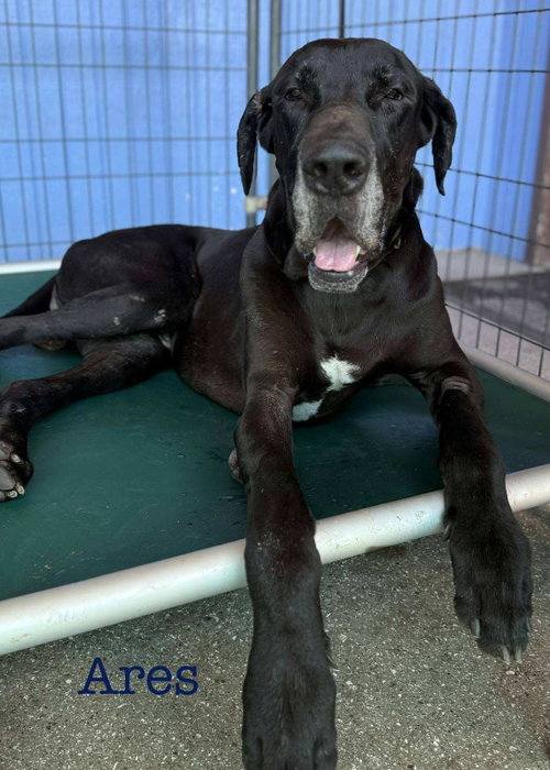 Ares, an adoptable Great Dane in Palm Beach, FL