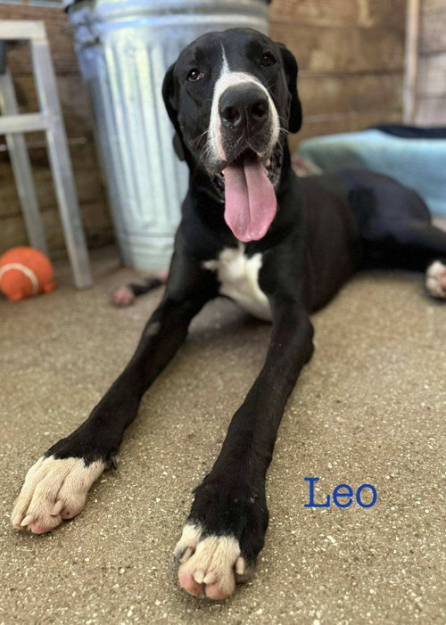 Leo, an adoptable Great Dane in Palm Beach, FL