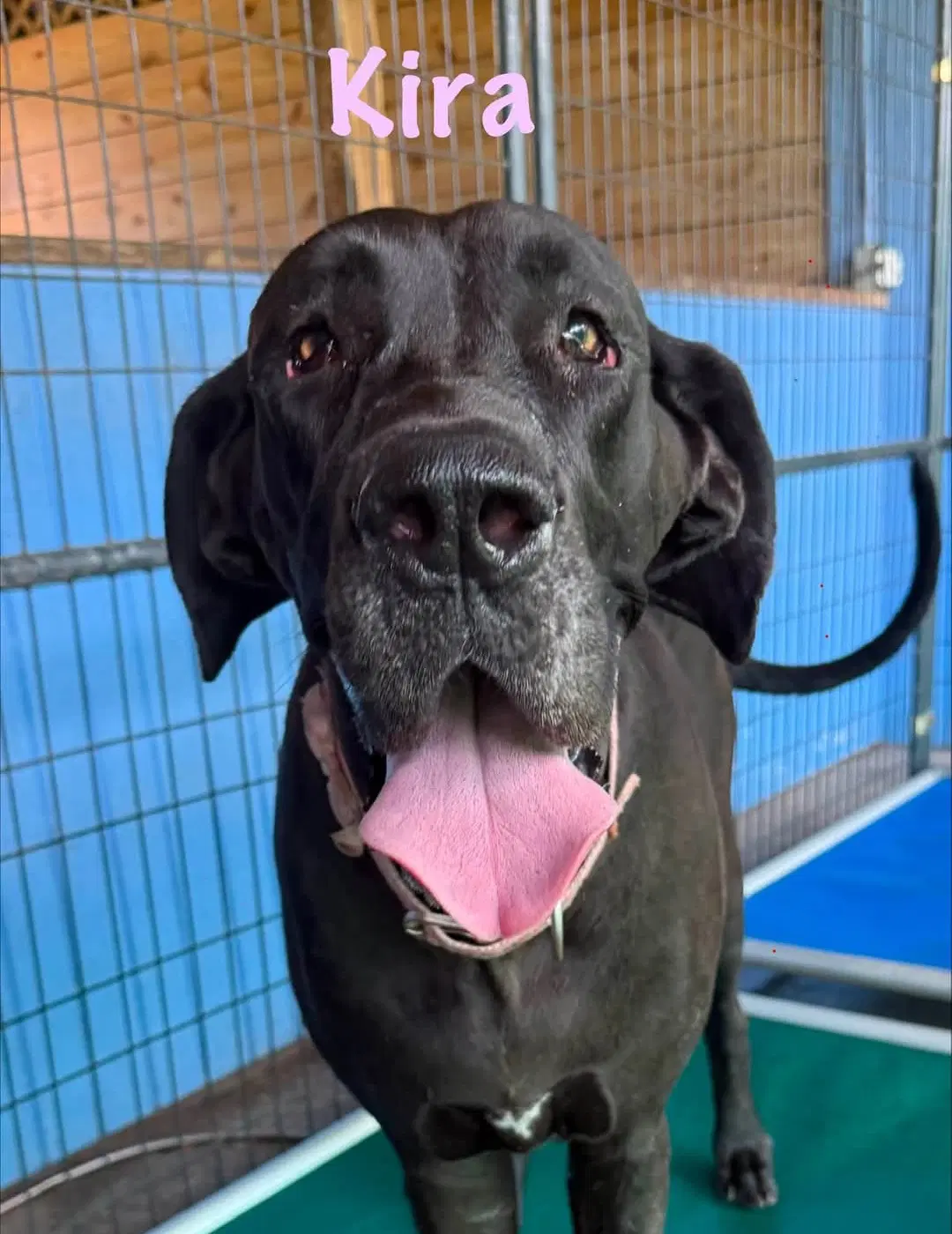 Kira - Great Dane