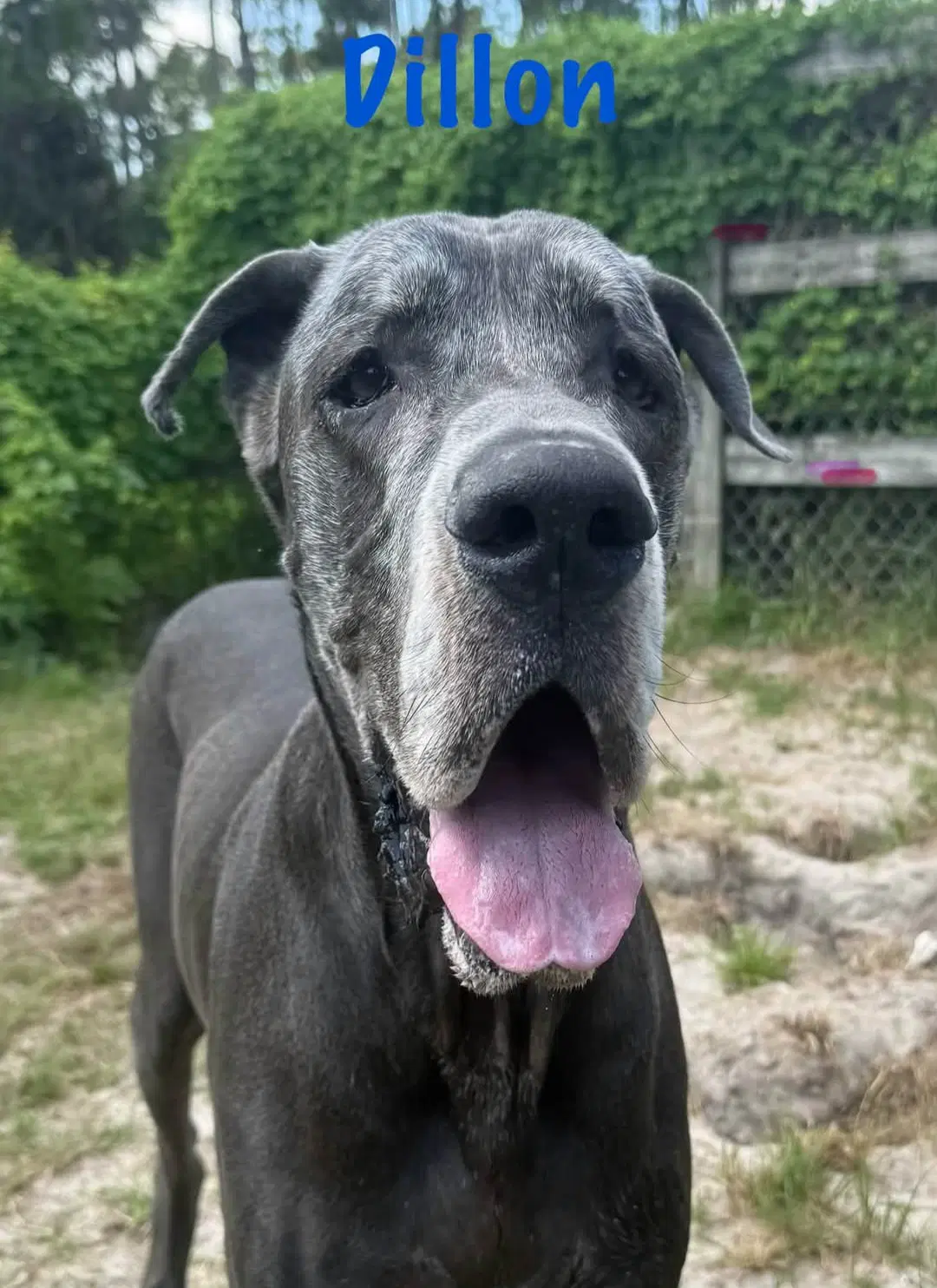 Dillon - Great Dane