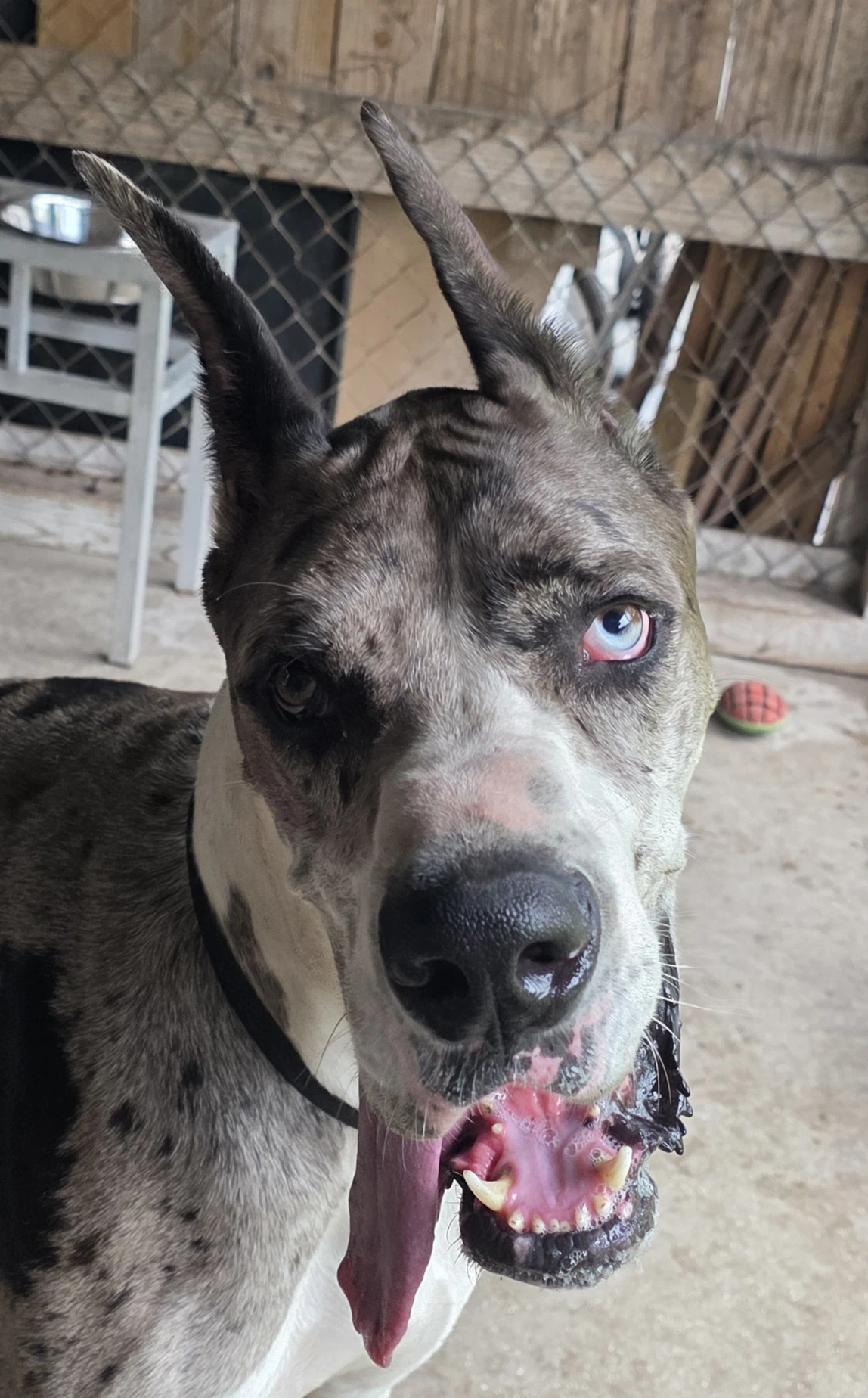 Zeus