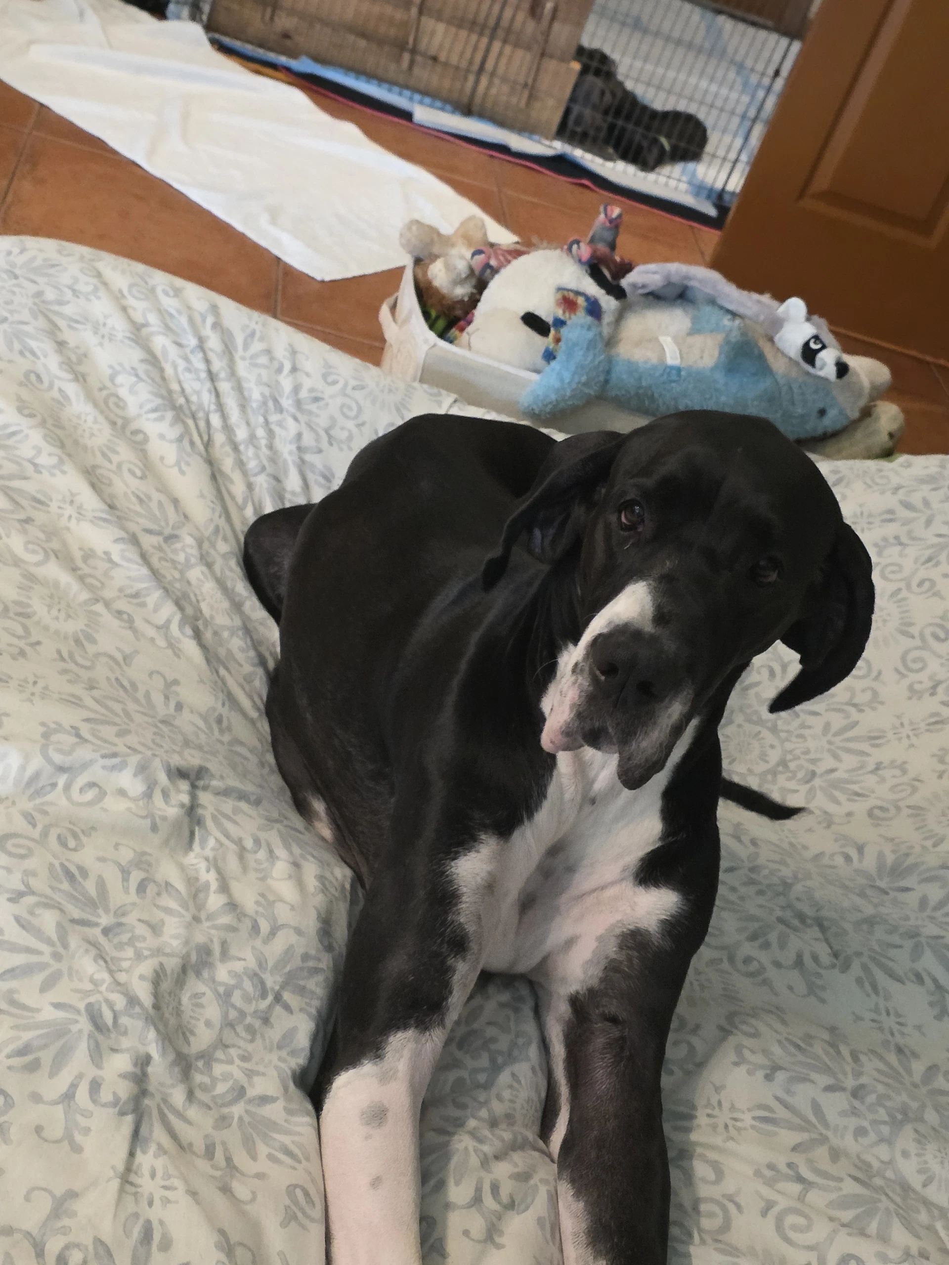 Daisy