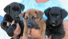 Shepherd Lab mix Trio