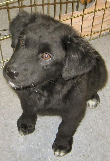 Shepherd Lab mix Trio