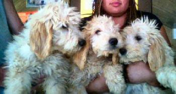 Labradoodle Trio