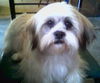 Shih Tzu Trio