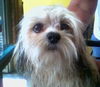 Shih Tzu Trio