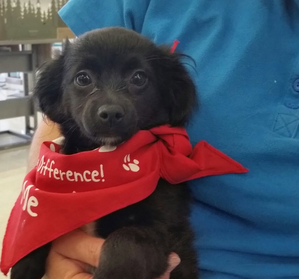 Dog for Adoption Kippy, a Pomeranian in La Quinta, CA Alpha Paw
