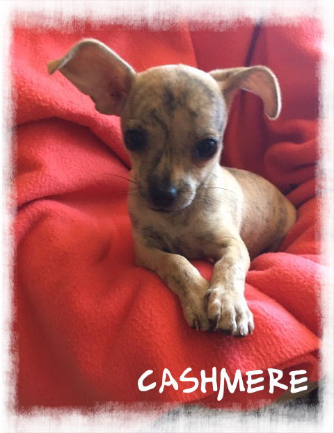 Cashmere