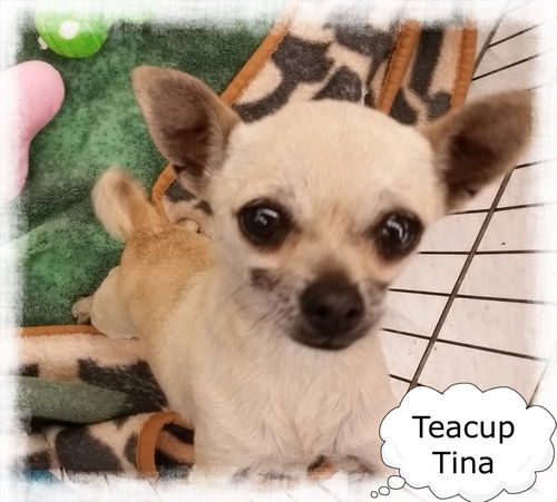 Teacup Tina