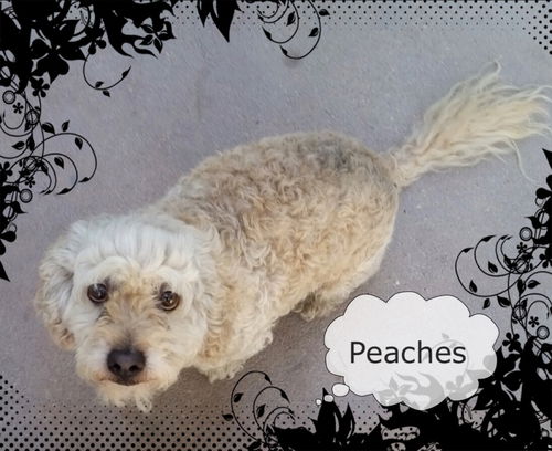 Peaches