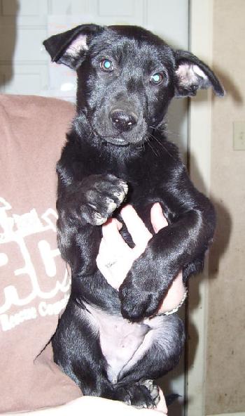 Lab/Shepherd Seven - Male 2 black