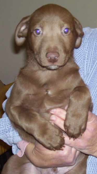 Lab/Shepherd Seven - Male 5 Chocolate & white