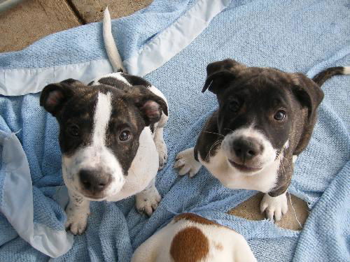 Beagle/Lab babies