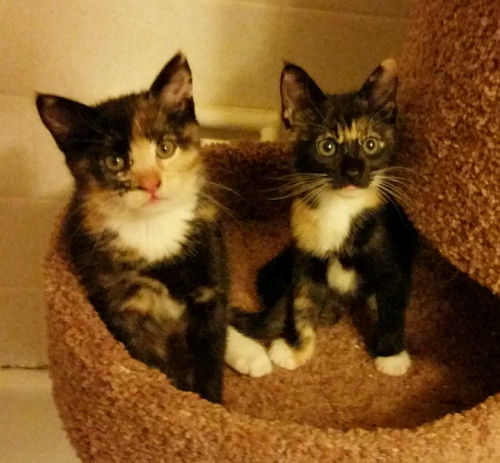 Bonnie and Bindy