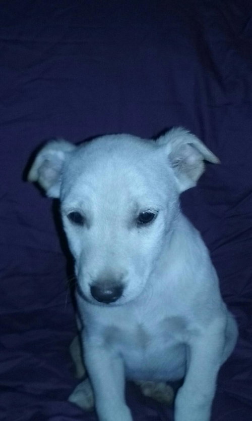 Cooper