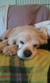 Bailey