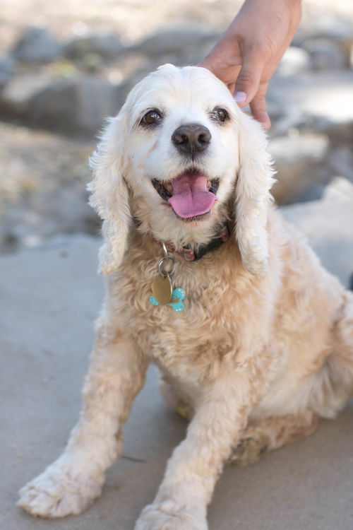 Bailey