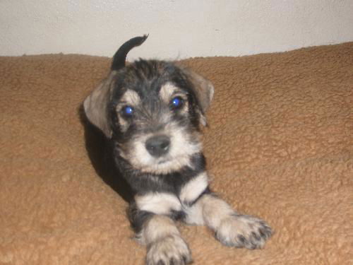 Schnauzer/Spaniel pup 1