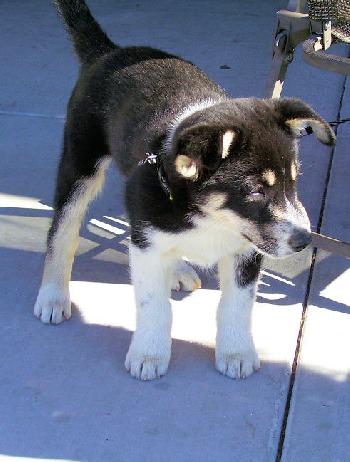 Harley the Husky