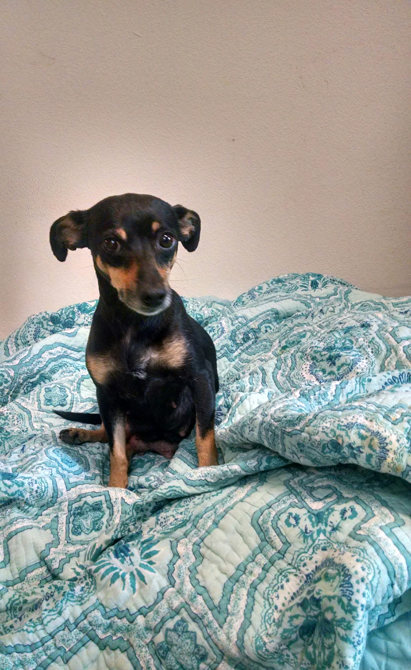 Dachshund and hot sale miniature pinscher