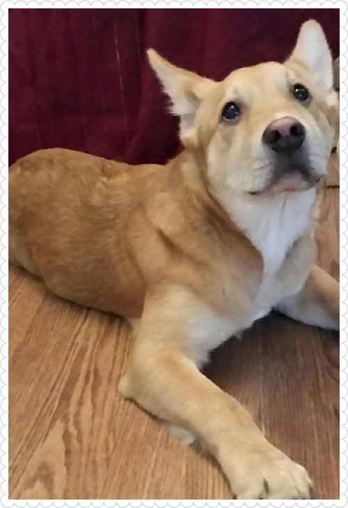 Sybil