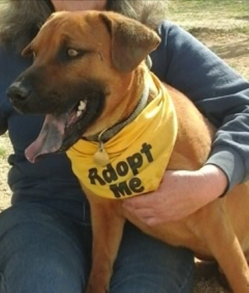 Cooper