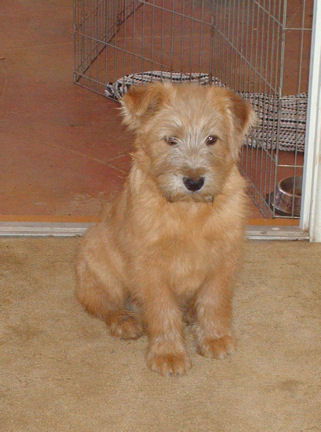 Irish Terrier Trio - Quinn