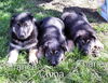 GSD Trio - Chance