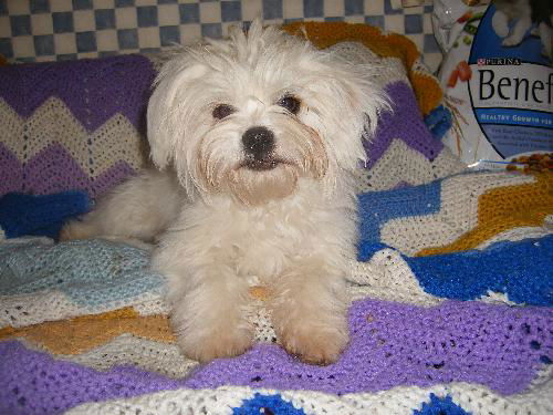 Maltese mix pup