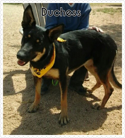 Duchess