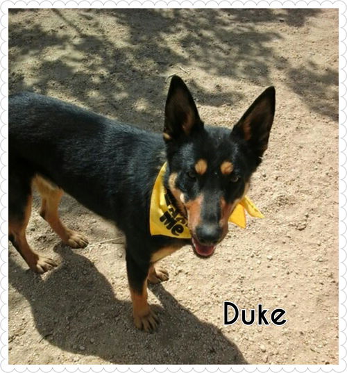 Duke