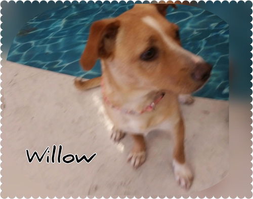 Willow