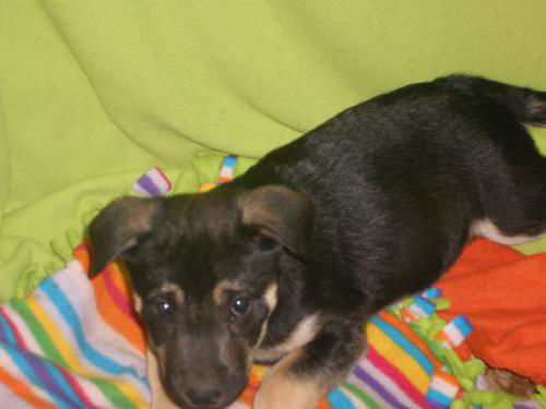 shep mix pup 2