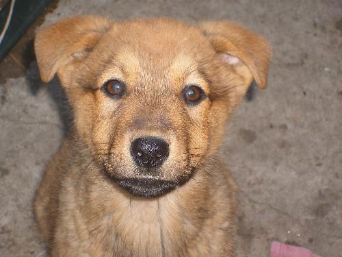 shep mix pup 3- William