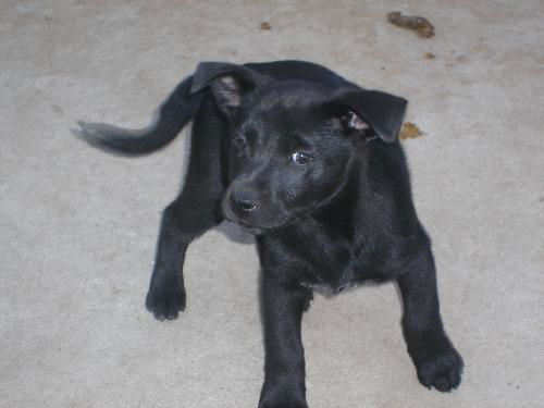 shep mix pup 4