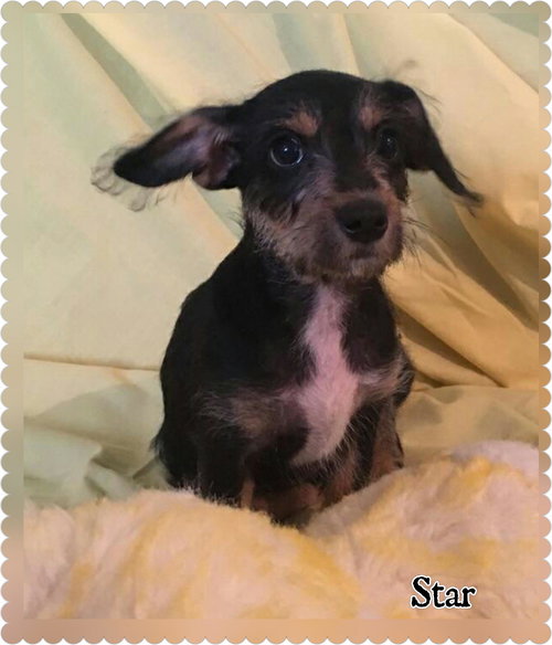 Star
