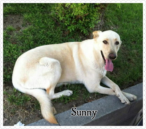 Sunny