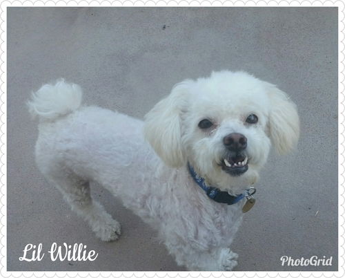 Lil Willie