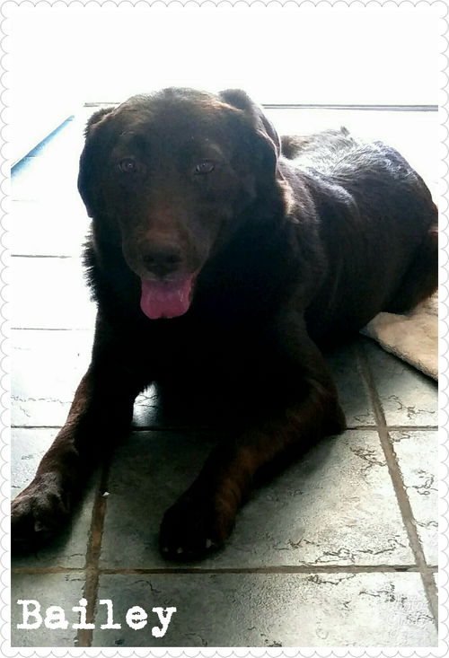 Bailey