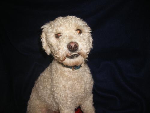Curly- the Poodle mix