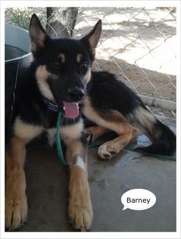 Barney