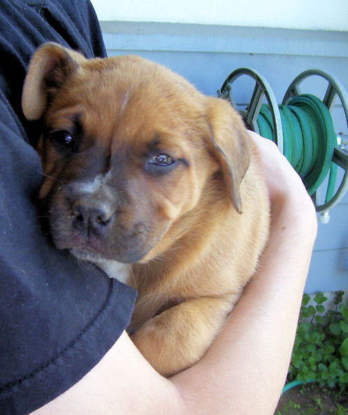 Mastiff-Heeler Ten - Scout